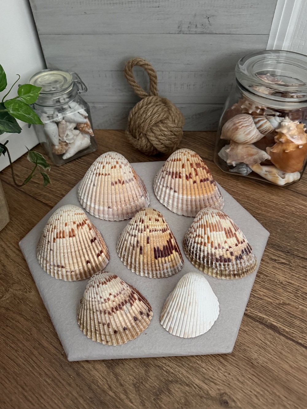 DIY 5" Cockle Shells for Decoupage – Set of 6 | Natural Seashells for Crafts